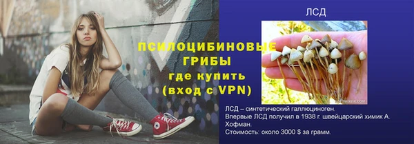 сатива Беломорск