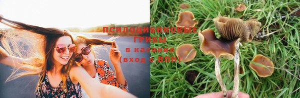 сатива Беломорск
